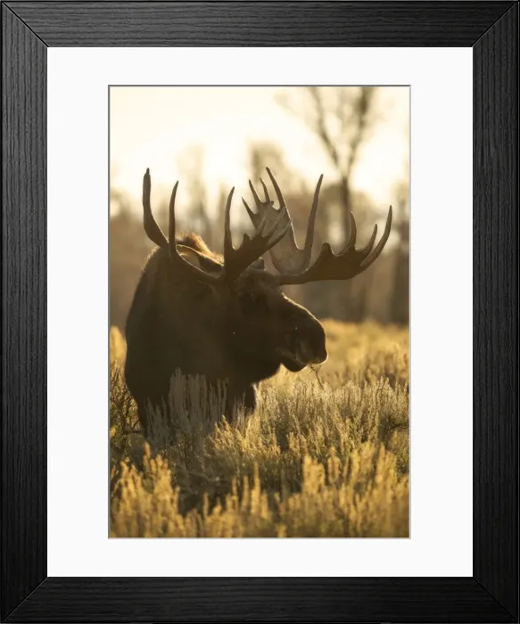 Framed Print : Bull Moose