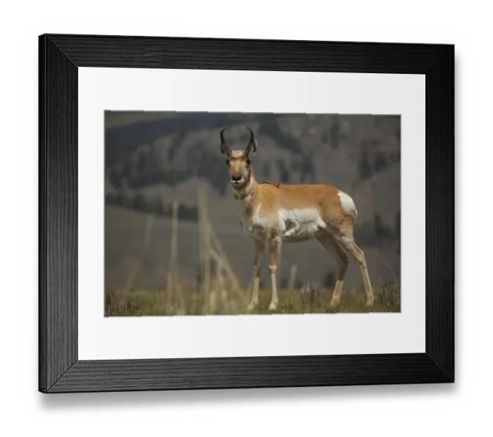 Framed Print : Pronghorn Antelope Framed Print : Pronghorn Antelope