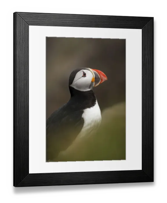 Framed Print : Atlantic Puffin Framed Print : Atlantic Puffin