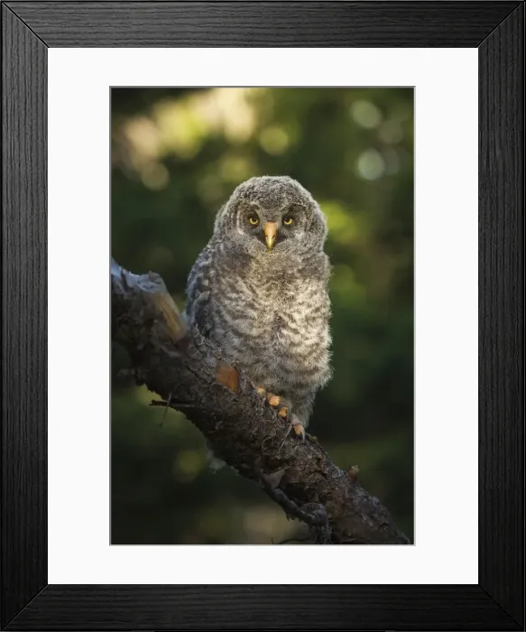 Framed Print : Great Gray Owl Chick