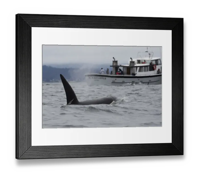 Framed Print : Killer Whale Framed Print : Killer Whale