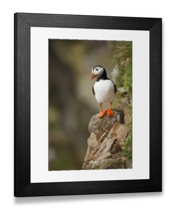 Framed Print : Atlantic Puffin Framed Print : Atlantic Puffin