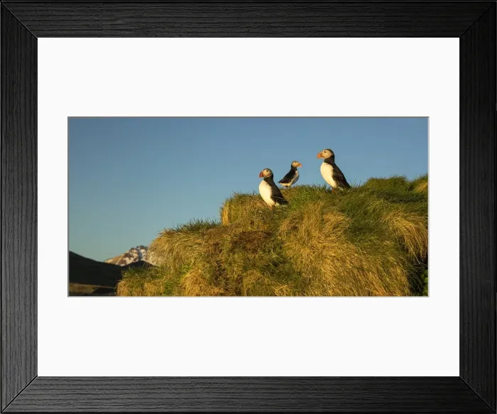 Framed Print : Atlantic Puffin Framed Print : Atlantic Puffin