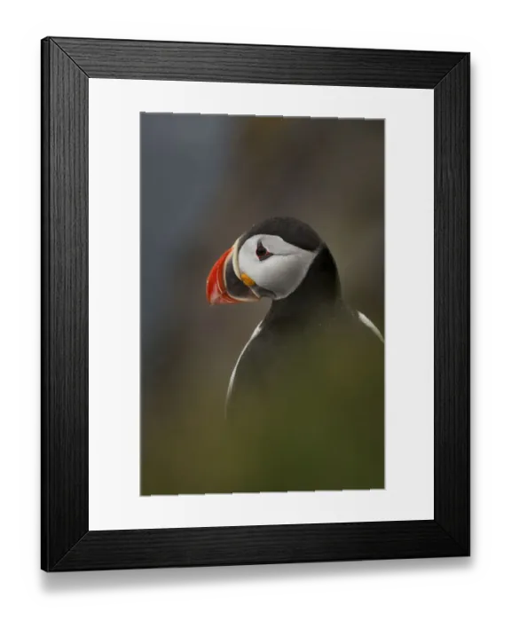 Framed Print : Atlantic Puffin Framed Print : Atlantic Puffin