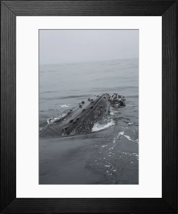 Framed Print : Humpback Whale Framed Print : Humpback Whale