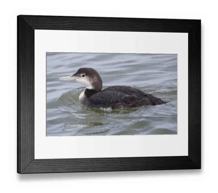 Framed Print : Juvenile Common Loon Framed Print : Juvenile Common Loon