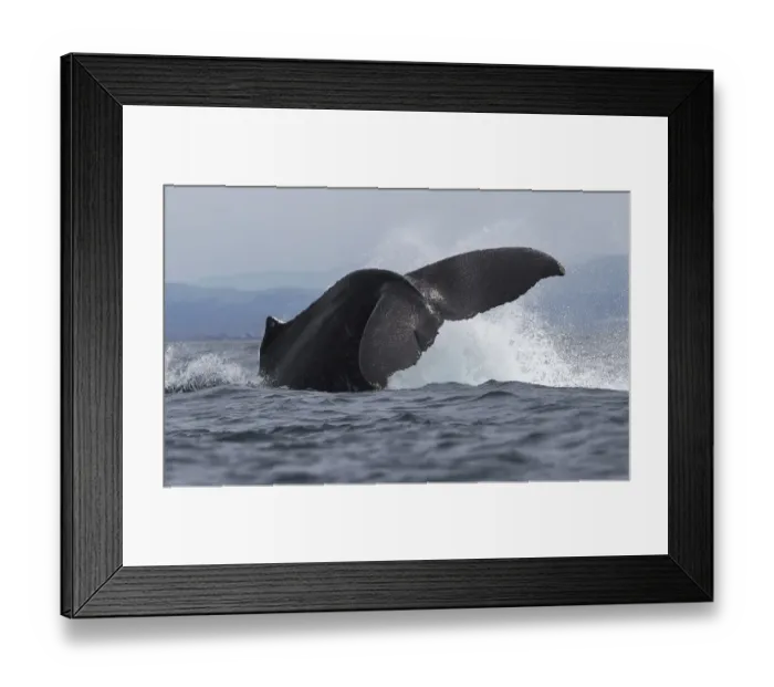 Framed Print : Humpback Whale Framed Print : Humpback Whale