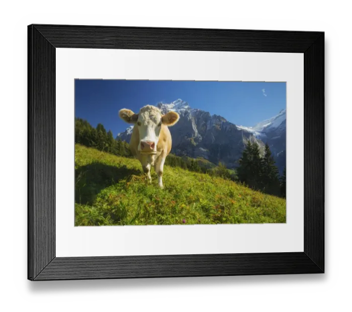 Framed Print : Swiss Cow. A swiss cow peers in towards the camera in Grindelwald, Switzerland Framed Print : Swiss Cow. A swiss cow peers in towards the camera in Grindelwald, Switzerland