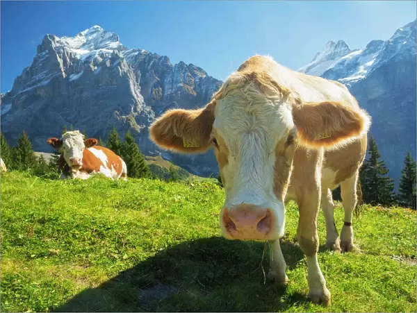Swiss Cow. A swiss cow peers in towards the camera while more relax across
