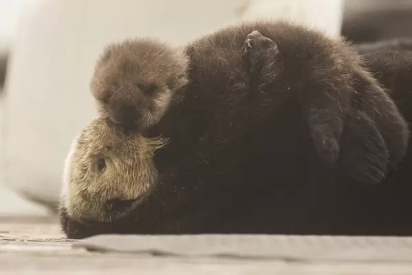 Sea Otter Mom and Pup
