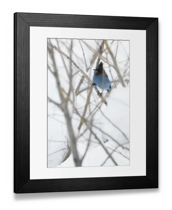 Framed Print : Stellers Jay Framed Print : Stellers Jay
