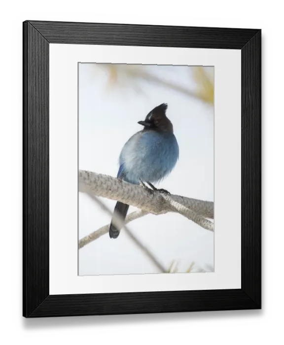 Framed Print : Stellers Jay Framed Print : Stellers Jay