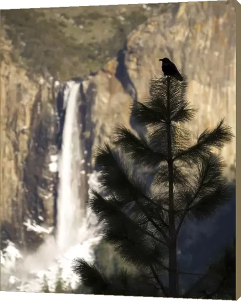 Yosemite Raven