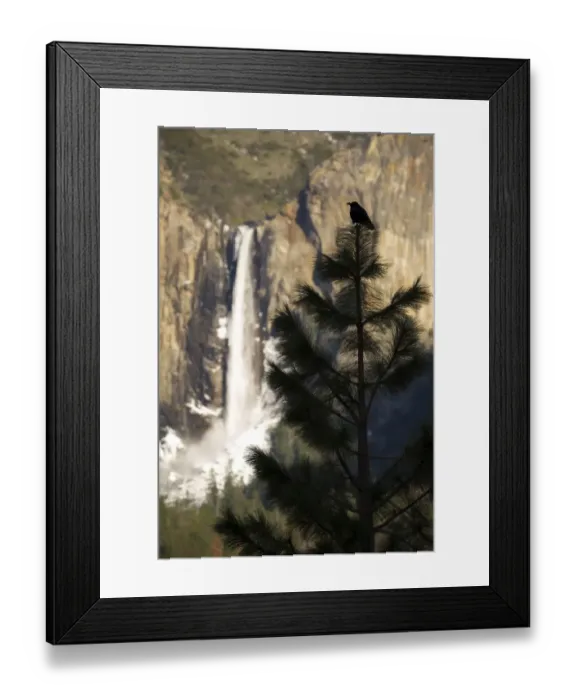 Framed Print : Yosemite Raven Framed Print : Yosemite Raven