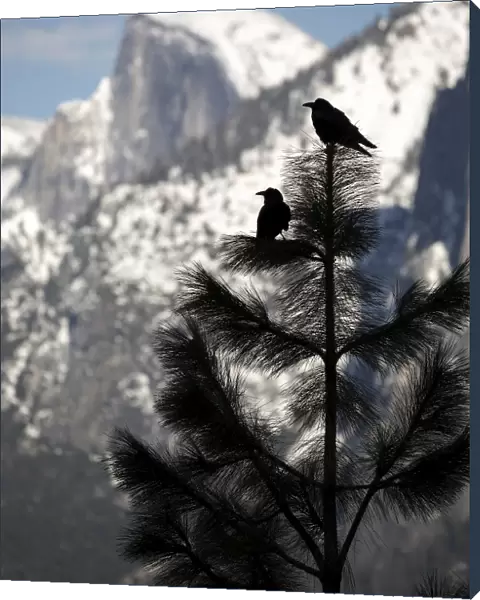 Yosemite Ravens
