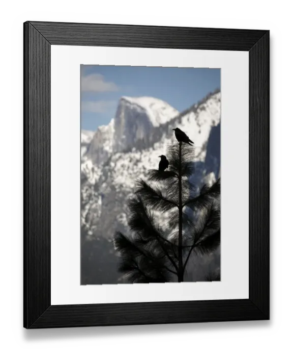 Framed Print : Yosemite Ravens Framed Print : Yosemite Ravens