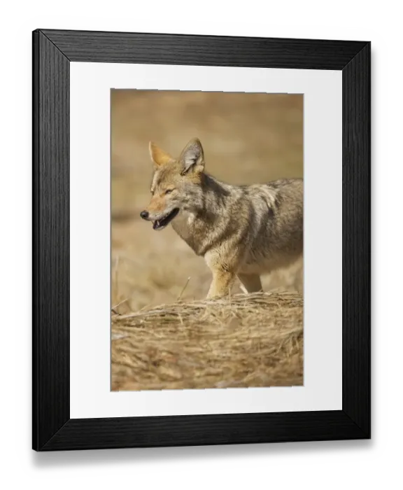 Framed Print : Yosemite Coyote Framed Print : Yosemite Coyote