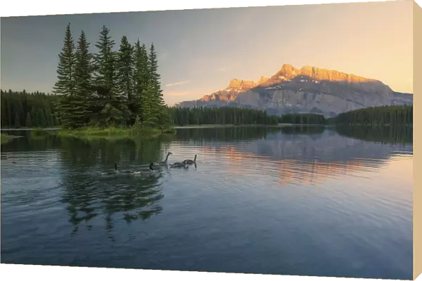 Canadian Geese in Banff
