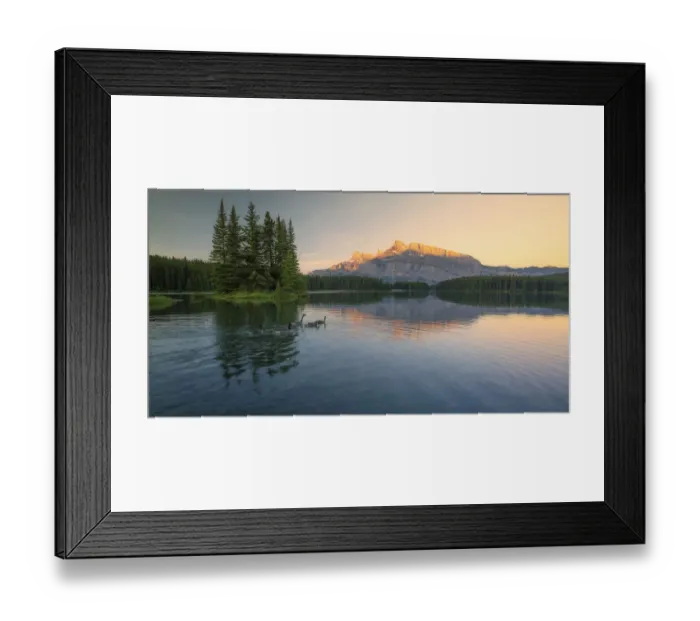 Framed Print : Canadian Geese in Banff Framed Print : Canadian Geese in Banff