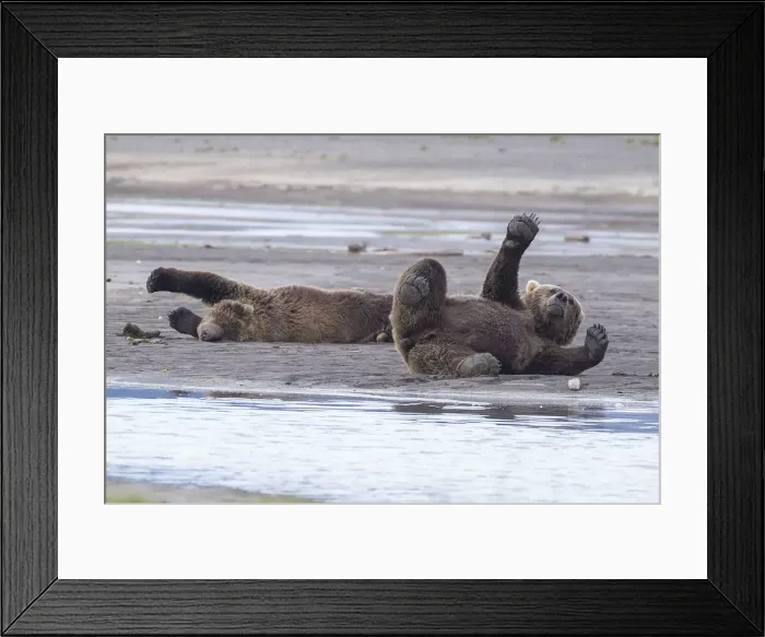 Framed Print : Brown Bears Stretching Framed Print : Brown Bears Stretching