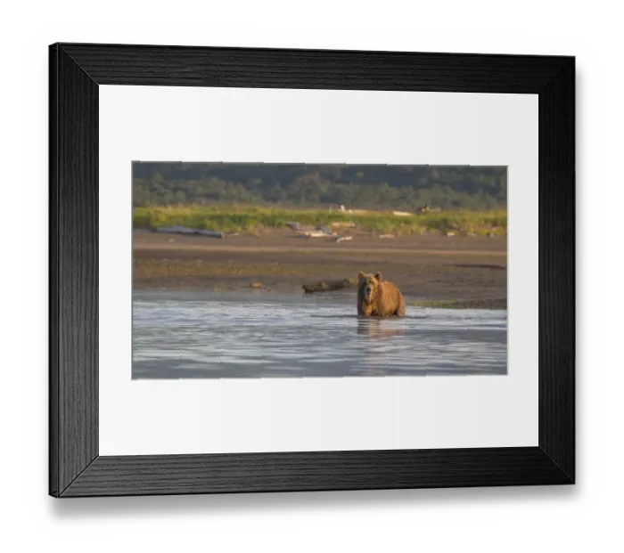 Framed Print : Brown Bear Fishing Framed Print : Brown Bear Fishing