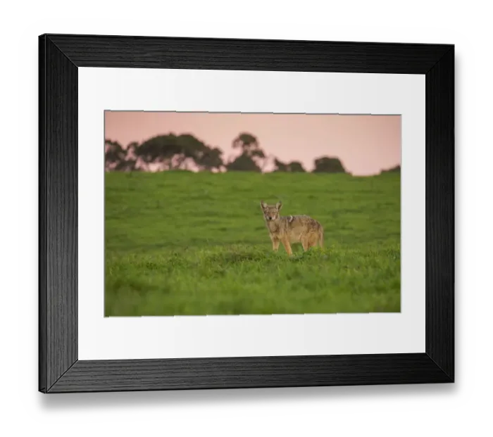 Framed Print : Coyote. A coyote walks through a grassy meadow during a winter sunset in Framed Print : Coyote. A coyote walks through a grassy meadow during a winter sunset in