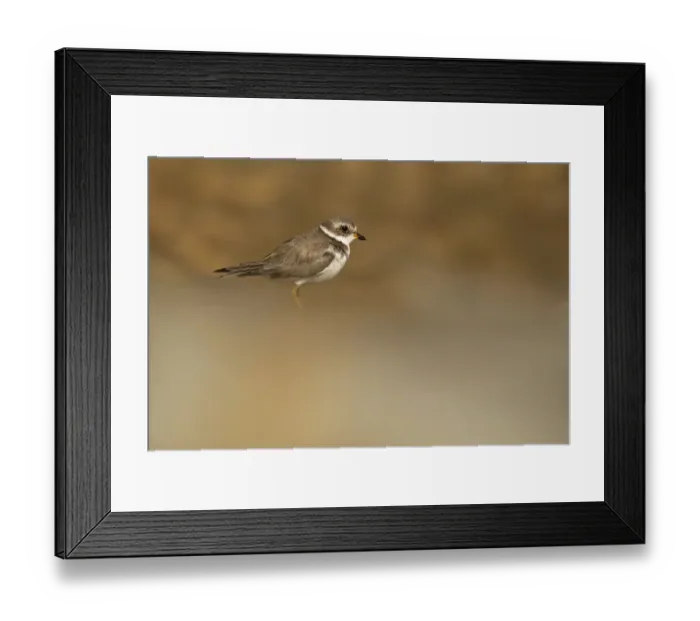 Framed Print : Semipalmated Plover Framed Print : Semipalmated Plover