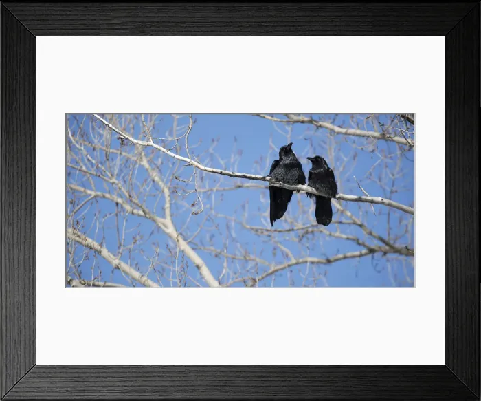 Framed Print : Raven Pair Framed Print : Raven Pair