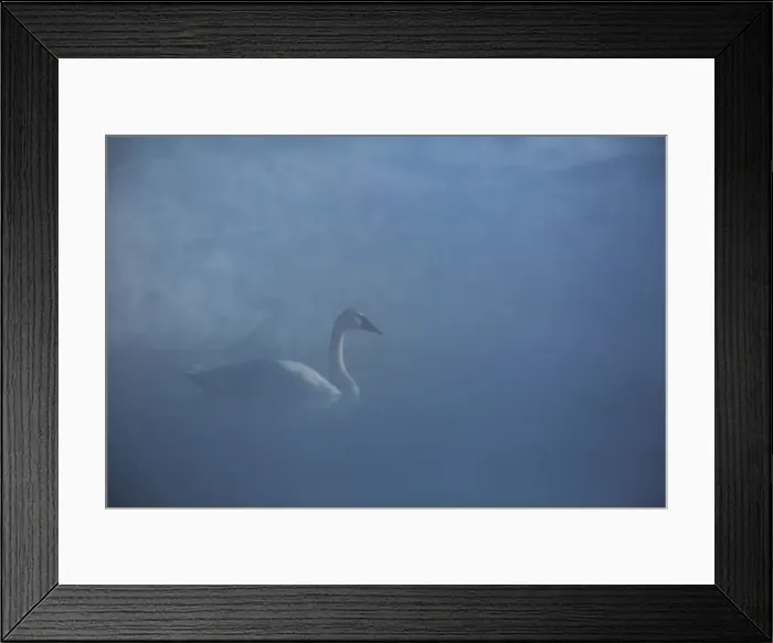Framed Print : Trumpeter Swan Framed Print : Trumpeter Swan