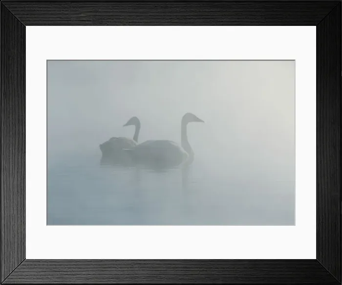 Framed Print : Trumpeter Swans Framed Print : Trumpeter Swans