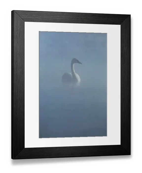Framed Print : Trumpeter Swan Framed Print : Trumpeter Swan