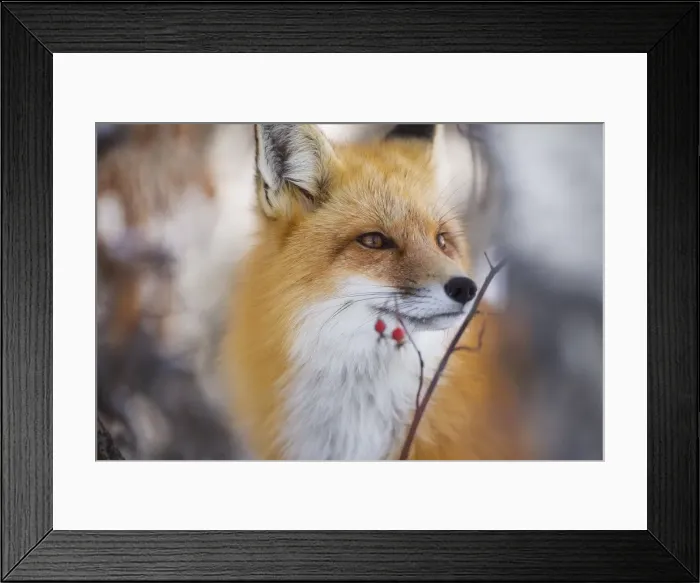 Framed Print : Red Fox. A red fox searches the forest for food in Grand Teton National Park, Wyoming Framed Print : Red Fox. A red fox searches the forest for food in Grand Teton National Park, Wyoming