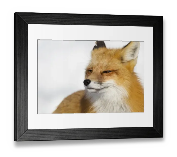 Framed Print : Red Fox Grinning Framed Print : Red Fox Grinning