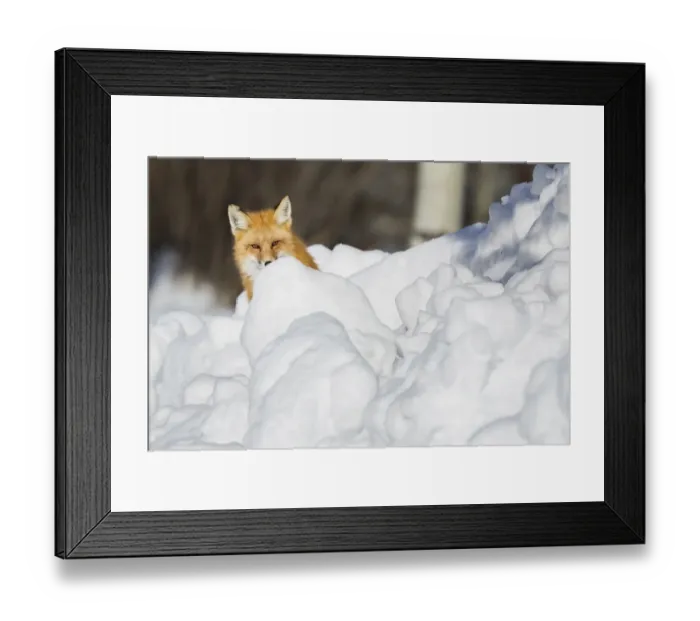 Framed Print : Hiding Red Fox Framed Print : Hiding Red Fox