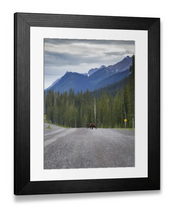 Framed Print : Grizzly Bear Road Crossing