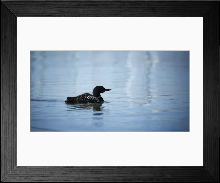 Framed Print : Common Loon Framed Print : Common Loon
