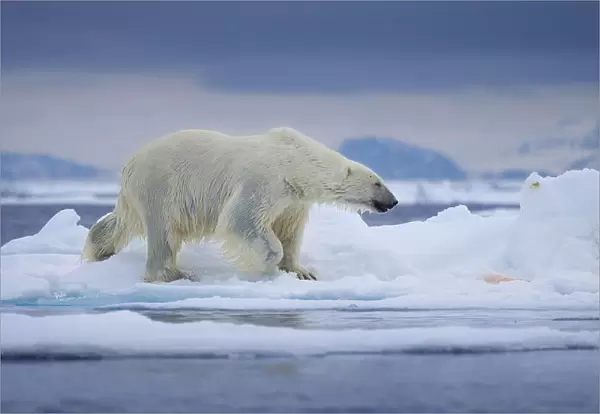 Ice Cold. A polar bear emerges on an ice floe after just swimming through