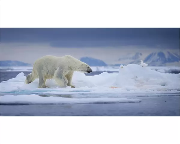 Ice Cold. A polar bear emerges on an ice floe after just swimming through