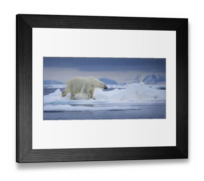 Framed Print : Ice Cold. A polar bear emerges on an ice floe after just swimming through Framed Print : Ice Cold. A polar bear emerges on an ice floe after just swimming through