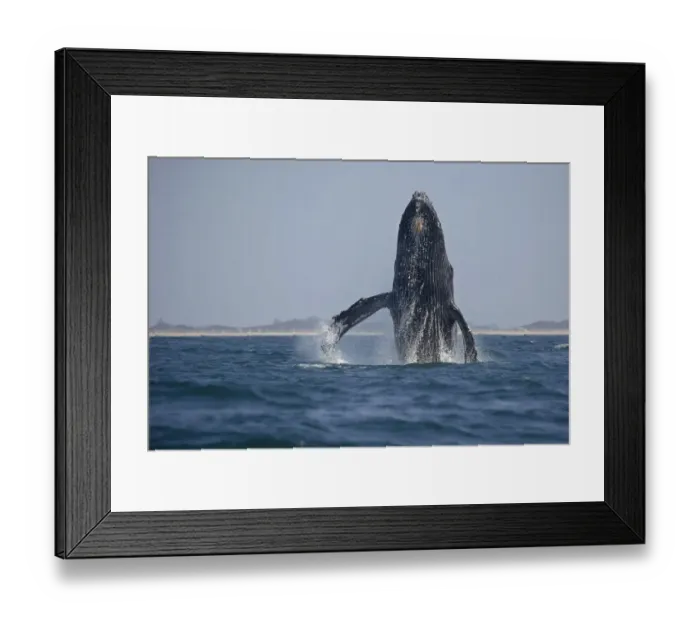 Framed Print : Humpback Whale Breaching Framed Print : Humpback Whale Breaching
