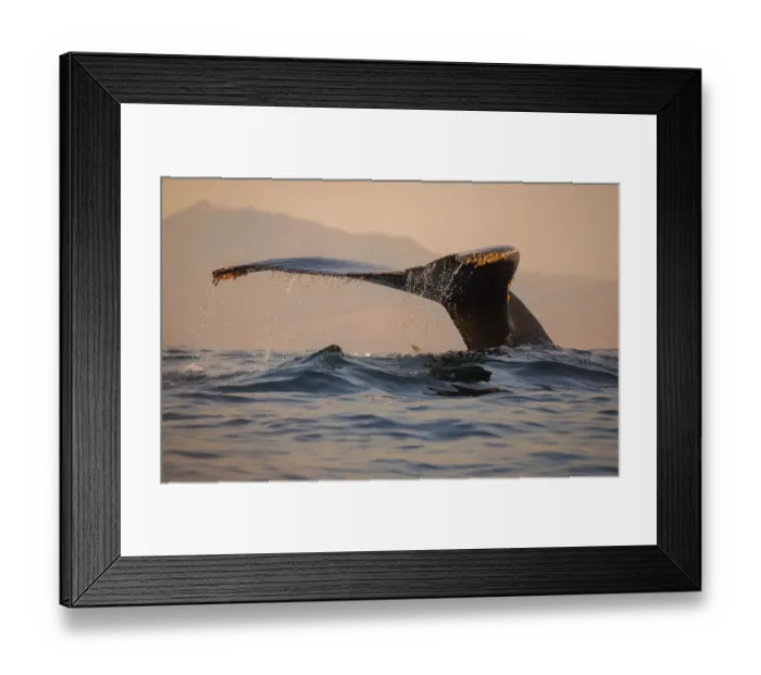 Framed Print : Humpback Whale Fluke Framed Print : Humpback Whale Fluke