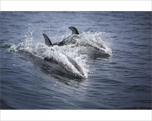 Pacific White-Sided Dolphins