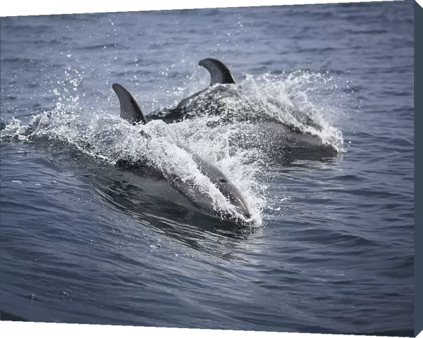 Pacific White-Sided Dolphins