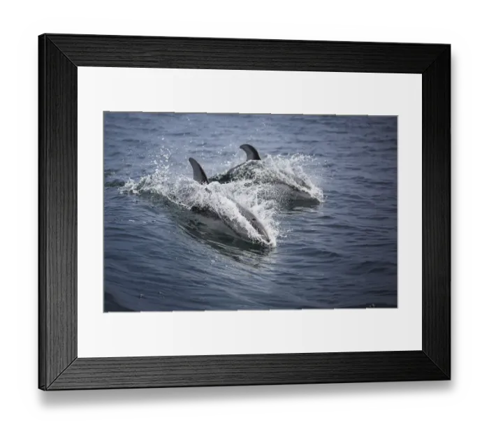 Framed Print : Pacific White-Sided Dolphins Framed Print : Pacific White-Sided Dolphins