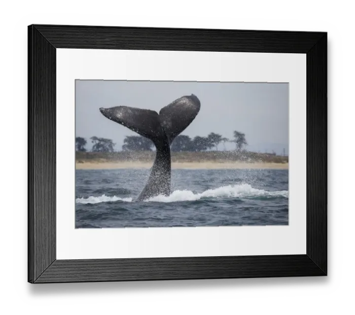 Framed Print : Humpback Whale Fluke