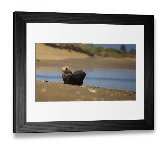 Framed Print : Southern Sea Otter