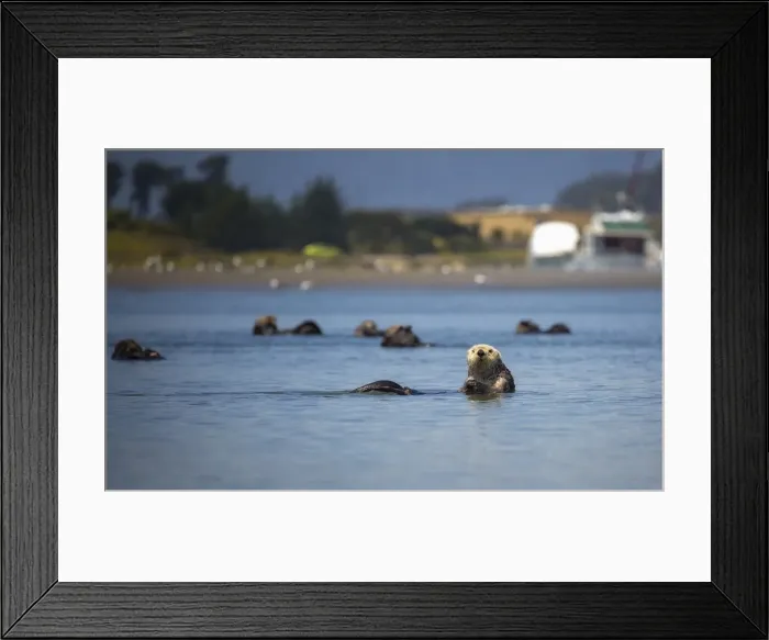 Framed Print : Southern Sea Otter Framed Print : Southern Sea Otter
