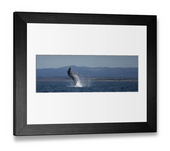 Framed Print : Humpback Whale Breaching Framed Print : Humpback Whale Breaching
