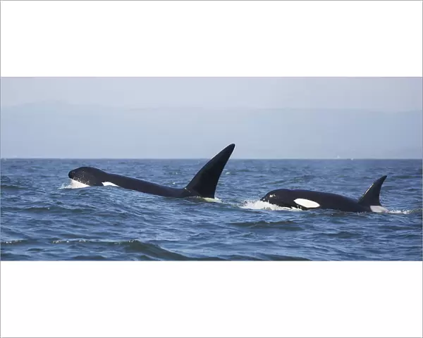 Transient Killer Whales