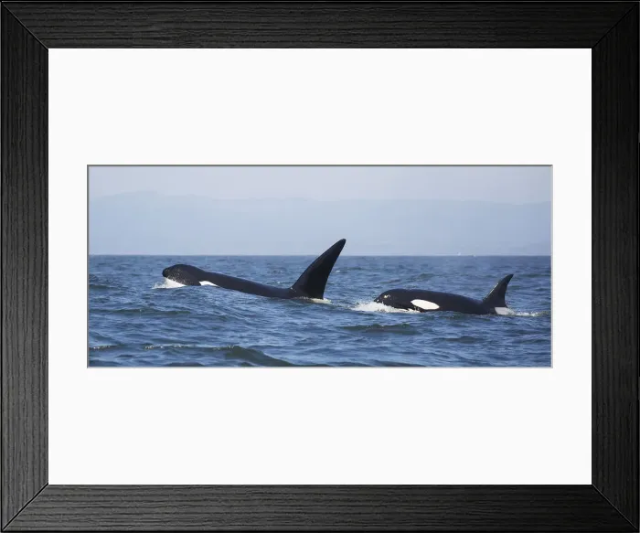 Framed Print : Transient Killer Whales Framed Print : Transient Killer Whales